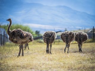 A Group Of Ostriches Walking In A Field